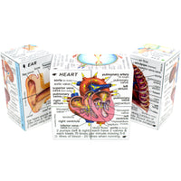 Human Body Cube Book