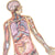 Dr. Livingston JR Human Body Floor Puzzle