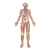 Dr. Livingston JR Human Body Floor Puzzle