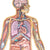 Dr. Livingston JR Human Body Floor Puzzle